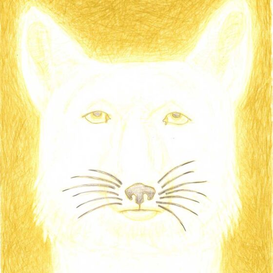 Witte vos, vier dromen(gedicht) 27 x 34 cm., potlood op papier