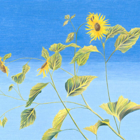 Zonnebloemen 2, Potlood op papier, 42 x 29,7 cm, 2020