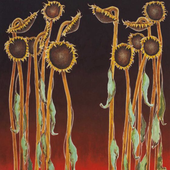 zonnebloemen, 100 x 105 cm., olieverf op linnen, 2023